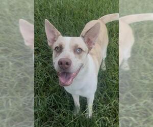 MEREDITH - Female Carolina Dog-Unknown Mix Dog for Adoption - Photo #2