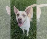 Small Photo #2 Carolina Dog-Unknown Mix Puppy For Sale in Rosenberg, TX, USA