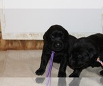 Image preview for Ad Listing. Nickname: Black female