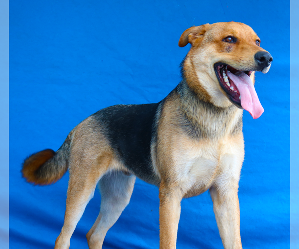 Medium Photo #2 German Shepherd Dog Puppy For Sale in Pasadena, CA, USA