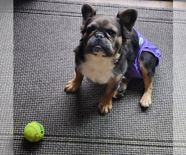 Medium Photo #7 French Bulldog Puppy For Sale in Sioux Falls, SD, USA