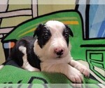 Small Photo #246 Border Collie Puppy For Sale in NORBORNE, MO, USA