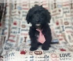 Image preview for Ad Listing. Nickname: Sonny