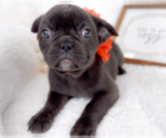 Small #2 French Bulldog