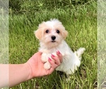 Small Photo #11 Havanese Puppy For Sale in HOUSTON, TX, USA