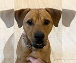 Small #51 Chinese Shar-Pei-Labrador Retriever Mix