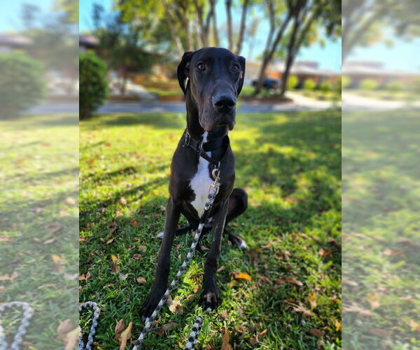 Medium Photo #3 Great Dane Puppy For Sale in Bullard, TX, USA