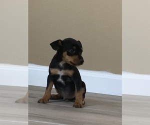 Medium Miniature Pinscher