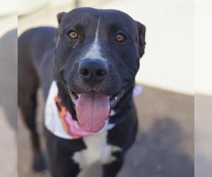 American Staffordshire Terrier-Unknown Mix Dogs for adoption in San Antonio, TX, USA