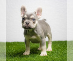 Small Photo #11 French Bulldog Puppy For Sale in DANIA, FL, USA