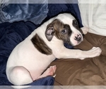 Small Photo #26 American Bulldog Puppy For Sale in INDEPENDENCE, MO, USA