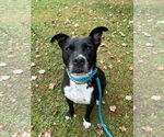 Small #3 American Pit Bull Terrier Mix