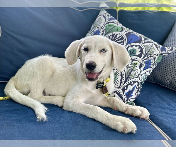Medium Photo #9 Labrenees Puppy For Sale in Rockaway, NJ, USA