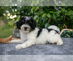 Puppy Kyler Poodle (Miniature)