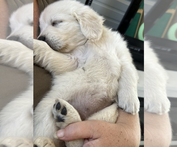 Medium Photo #13 Golden Retriever Puppy For Sale in WILTON, CA, USA