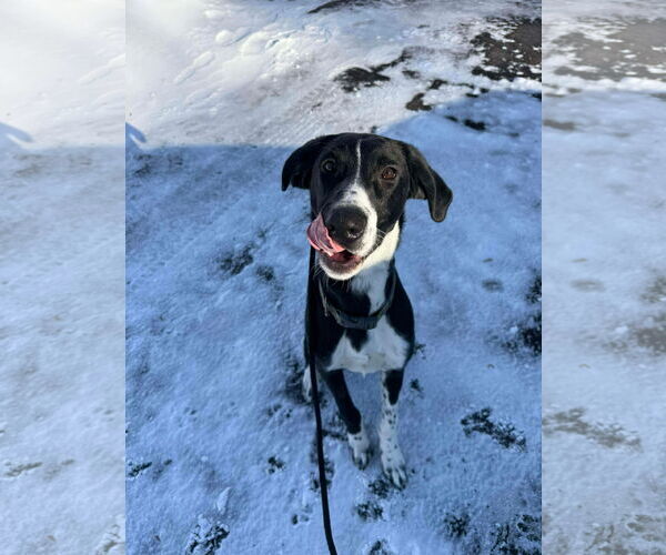 Medium Photo #1 Greyhound-Labrador Retriever Mix Puppy For Sale in Duluth, MN, USA