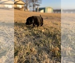 Small Photo #11 Labrador Retriever Puppy For Sale in FALLS CITY, NE, USA