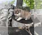 Paprika - Male Pomsky Puppy for Sale - Photo #2