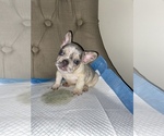 Small Photo #10 French Bulldog Puppy For Sale in MONEE, IL, USA