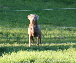 Mother of the Labrador Retriever puppies born on 05/17/2023