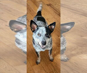 Mutt Dogs for adoption in Garden City, NY, USA