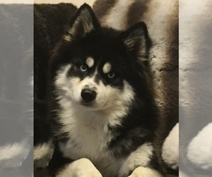 Father of the Pomsky puppies born on 10/02/2021