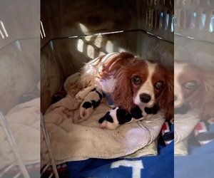 Mother of the Cavalier King Charles Spaniel puppies born on 05/17/2025