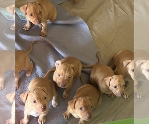 American Pit Bull Terrier Puppy for sale in BAKERSFIELD, CA, USA