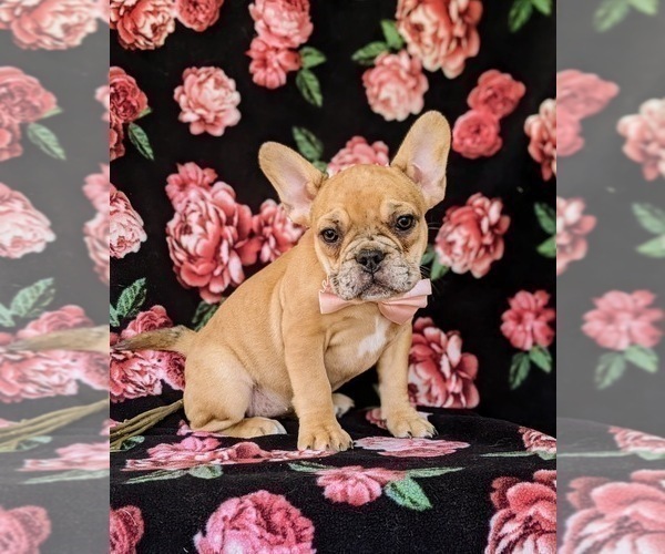 Medium Photo #3 French Bulldog Puppy For Sale in QUARRYVILLE, PA, USA
