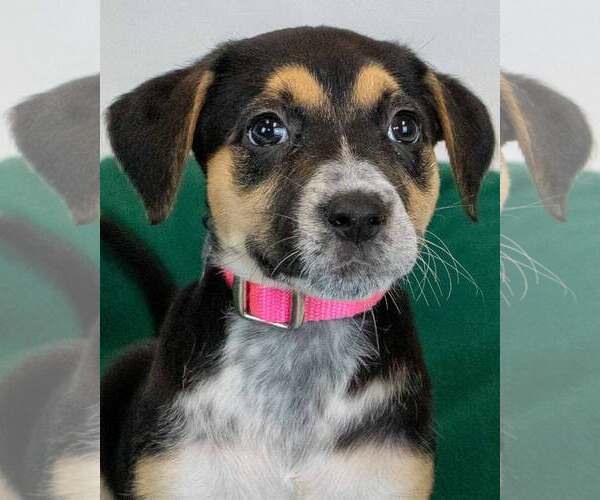 Medium Photo #1 Labbe Puppy For Sale in Kennesaw, GA, USA