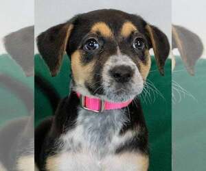 Labbe Dogs for adoption in Kennesaw, GA, USA