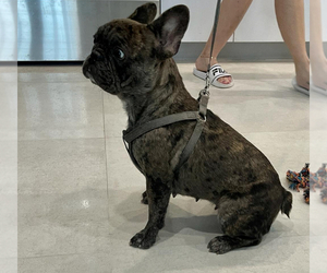 French Bulldog Puppy for sale in MIAMI, FL, USA