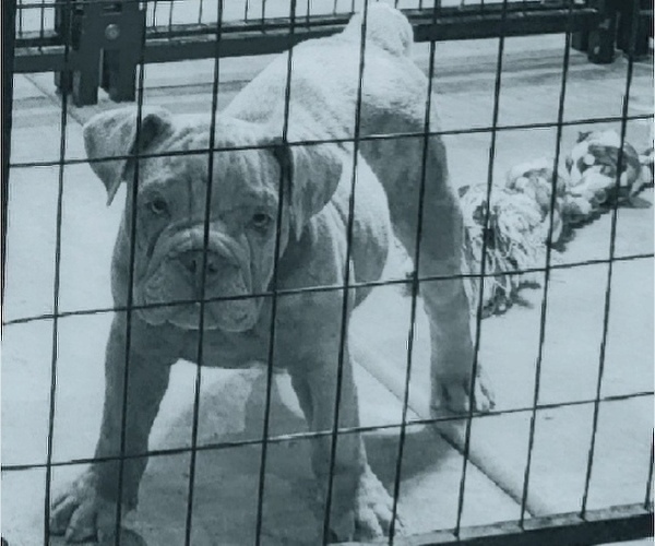 Medium Photo #14 English Bulldog Puppy For Sale in HESPERIA, CA, USA