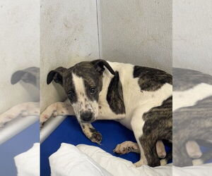 Mutt Dog for Adoption in Bolivar, Missouri USA