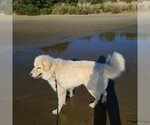 Small Photo #3 Great Pyrenees Puppy For Sale in Bend, OR, USA