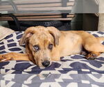 Small Photo #12 Catahoula Leopard Dog-Unknown Mix Puppy For Sale in Alexander, AR, USA