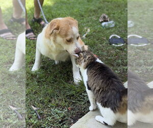 BJ - Female Australian Shepherd Dog for Adoption - Photo #2