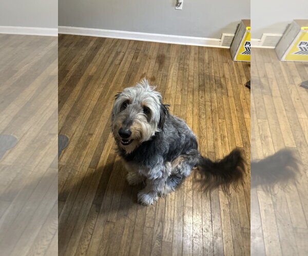 Medium Photo #2 Labradoodle Puppy For Sale in Doylestown, PA, USA