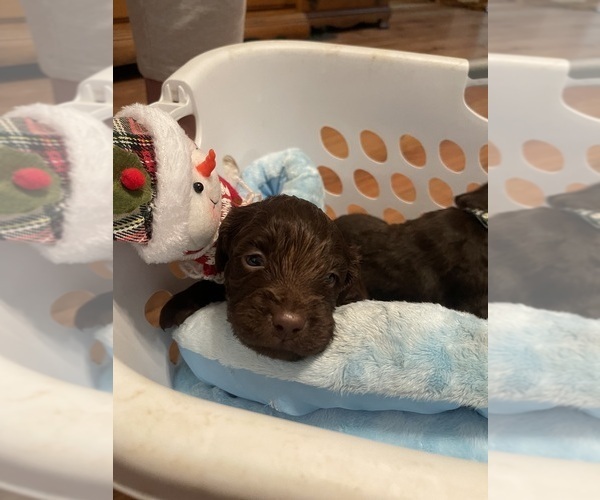 Medium Photo #3 Boykin Spaniel Puppy For Sale in BISHOP, TX, USA