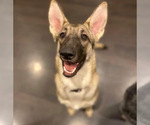 Small Photo #1 German Shepherd Dog Puppy For Sale in BURTON CITY, OH, USA
