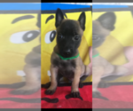 Small Photo #2 Belgian Malinois Puppy For Sale in PALMHURST, TX, USA