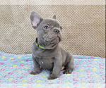 Small Photo #5 French Bulldog Puppy For Sale in BELLEVIEW, FL, USA