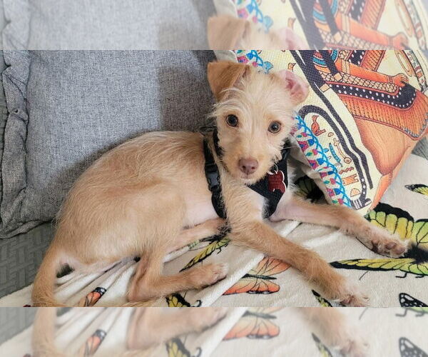 Medium Photo #2 Chihuahua-Unknown Mix Puppy For Sale in San Diego, CA, USA