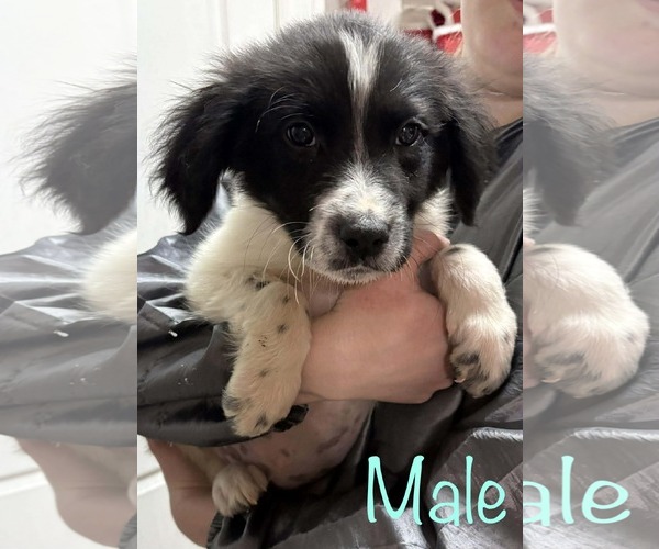 Medium Photo #3 Bluetick Coonhound-Border Collie Mix Puppy For Sale in Brooksville, FL, USA