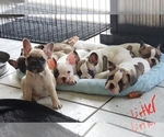 Small Photo #9 French Bulldog Puppy For Sale in CAPE CORAL, FL, USA