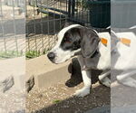 Small Photo #3 Basset Hound Puppy For Sale in Mukwonago, WI, USA