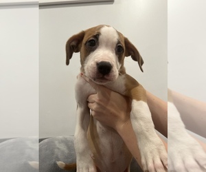 American Pit Bull Terrier Puppy for sale in SALEM, MA, USA