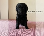 Small Photo #23 Golden Mountain Doodle  Puppy For Sale in FORT SMITH, AR, USA