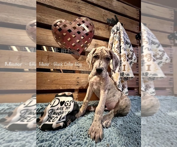 Medium Photo #1 Great Dane Puppy For Sale in WENATCHEE, WA, USA