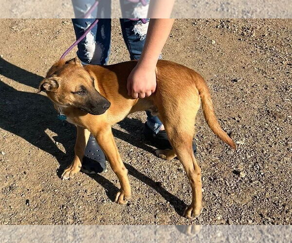 Medium Photo #2 Mutt Puppy For Sale in Minneapolis, MN, USA